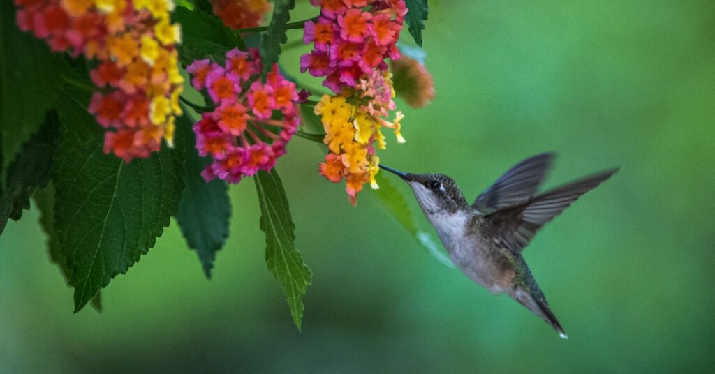 Starlink business installation Sierra Vista AZ